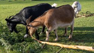 Verfahren gegen Tierpark wegen Verletzung in Streichelgehege