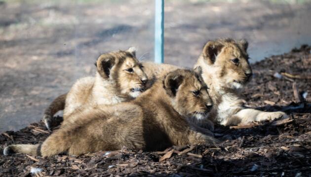 Löwen-Drillinge im Schweriner Zoo