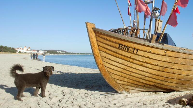 Hund und Boot am Strand