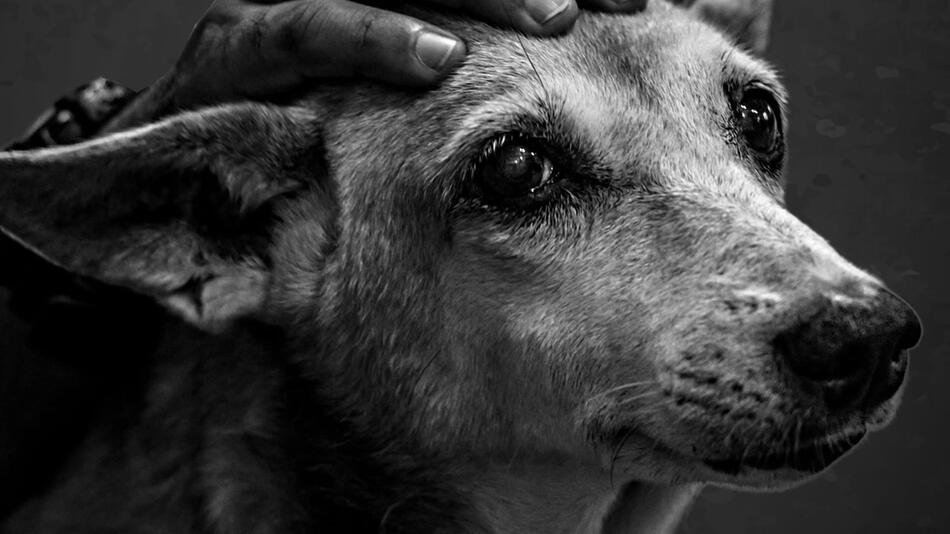 Tierschützer versuchen zu helfen, wo sie können.