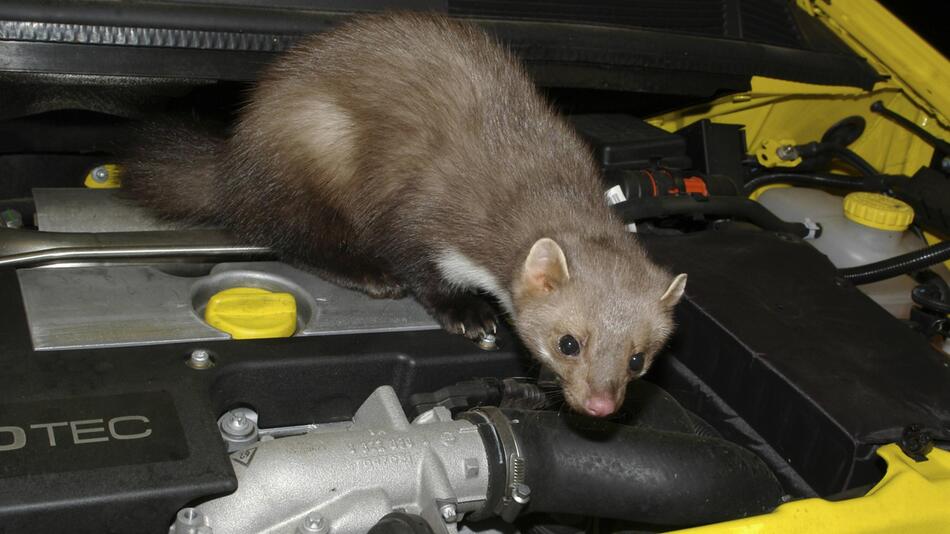 Ein Steinmarder sitzt im Motorraum eines Autos.