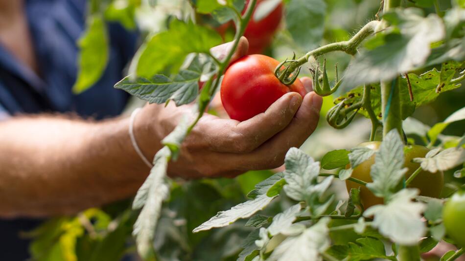 Tomaten pflücken