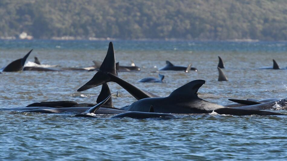 Grundwale, Tasmanien