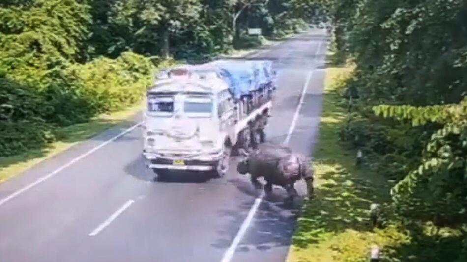 Nashorn rennt in Lkw