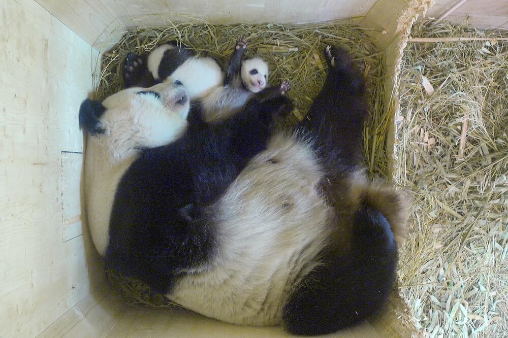 Panda-Zwillinge, Tiergarten Schönbrunn