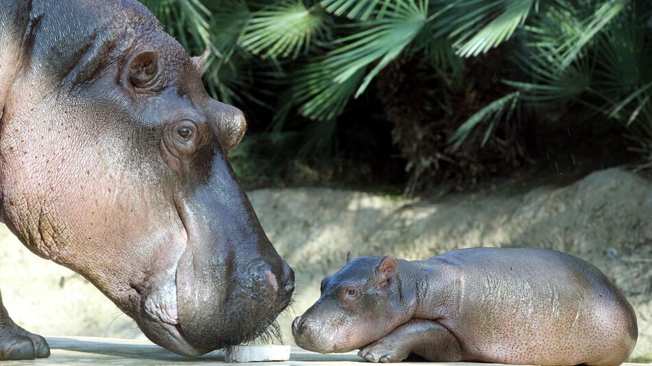 Flusspferde im Berliner Zoo