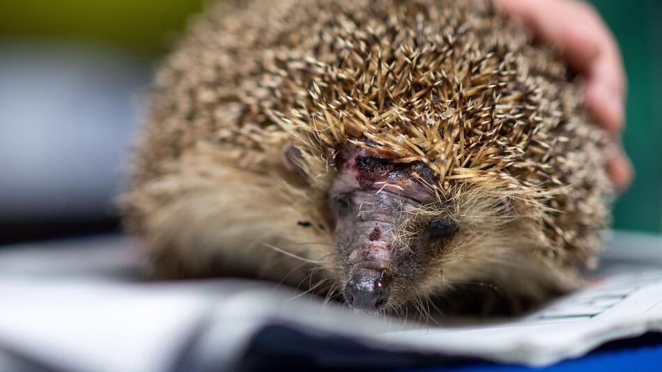 Tödliche Gefahr für Igel - Mähroboter auf Hochtouren