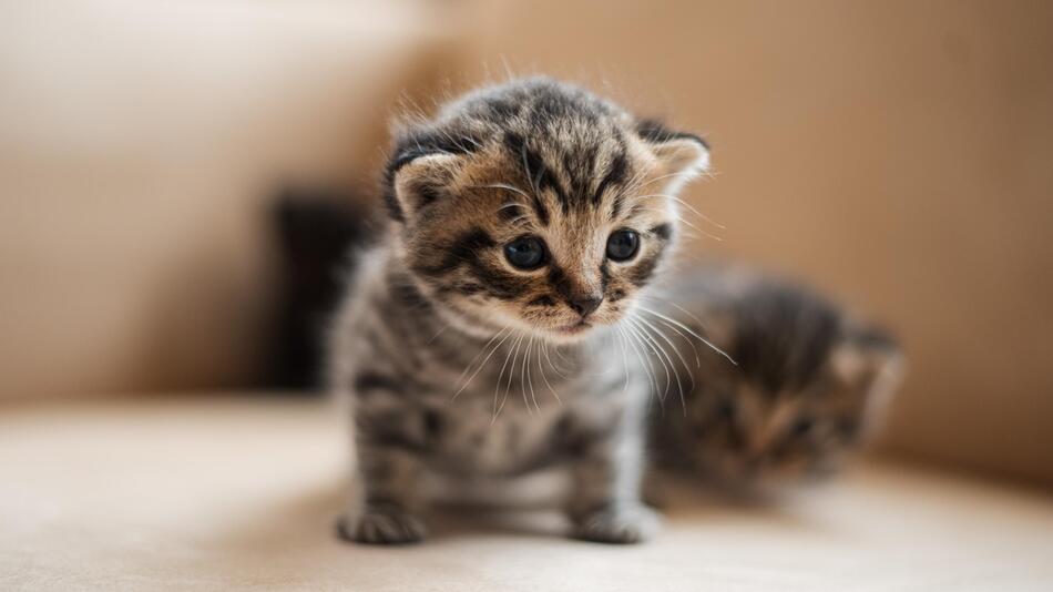 Wann dürfen Kitten von der Mama getrennt werden?