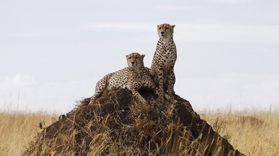 Geparde in Kenia