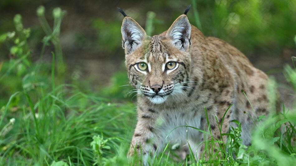 Luchs