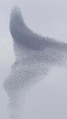 Spektakel der Stare: Vogelschwarm zaubert faszinierende Figuren in die Luft