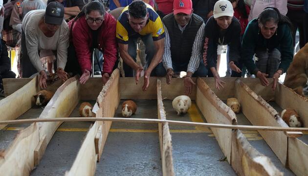Meerschweinchenrennen in Ecuador
