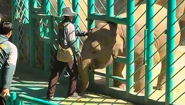 Panik im Elefantengehege: Kalb bleibt in Zaun stecken – Retter eilen zu Hilfe