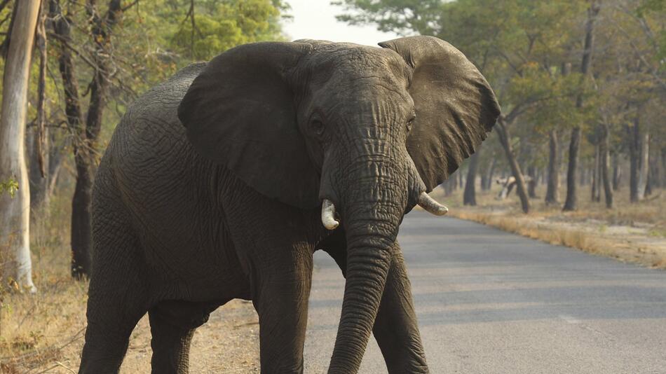 Dutzende Elefanten sterben bei Dürre in Simbabwe