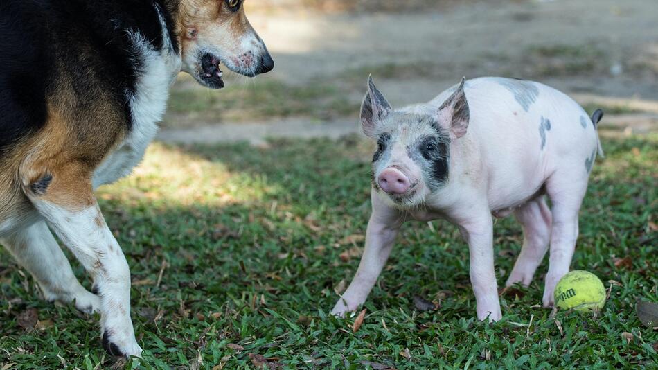 Schweine und Hunde sind nicht so unterschiedlich.