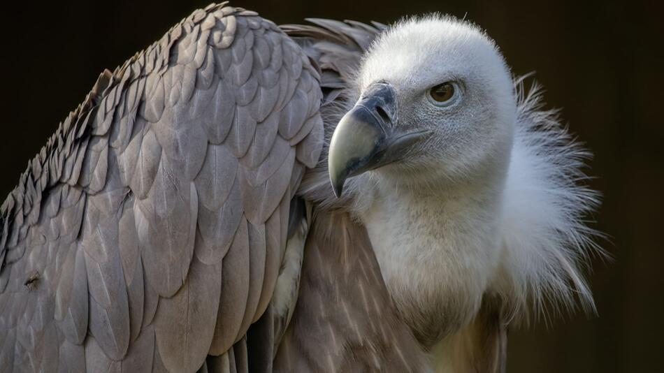 Der Gänsegeier ist wieder in Deutschland.