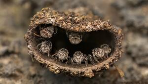Close-up, Photographer of the Year, Nahaufnahme, Fotowettbewerb, Natur