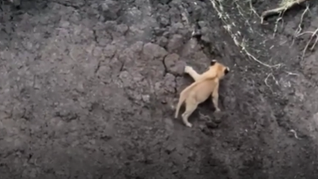 Kleine Raubkatze hat am steilen Flussufer zu kämpfen