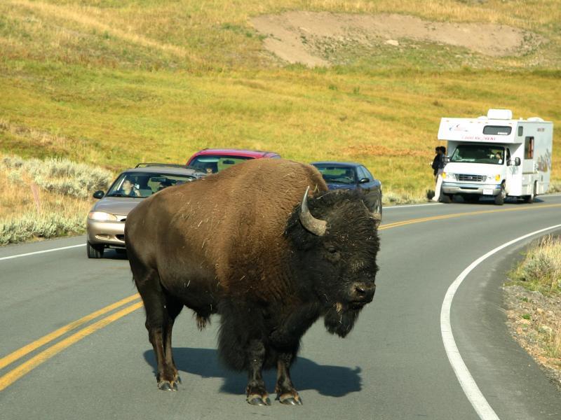 Bison auf der Straße