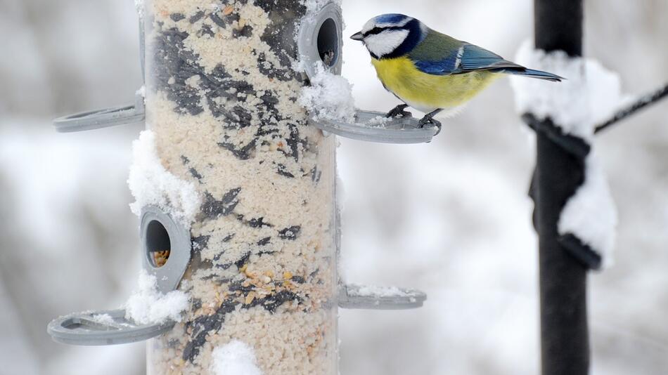 Vogelfütterung im Winter