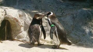 Pinguine