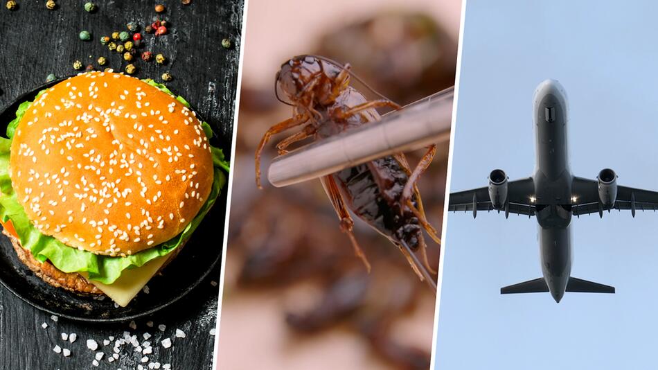 ZIPAIR: Erste Airline setzt Insekten-Burger auf den Speiseplan