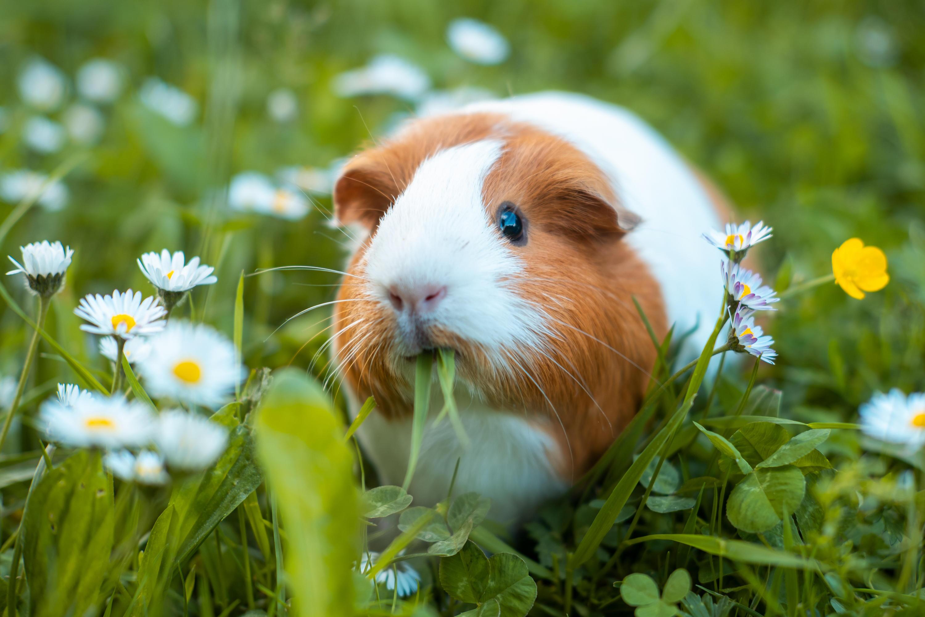 Diese Lebensmittel D rfen Meerschweinchen Nicht Fressen 1 1 Diese Lebensmittel D rfen Meerschweinchen Nicht Fressen 1 1