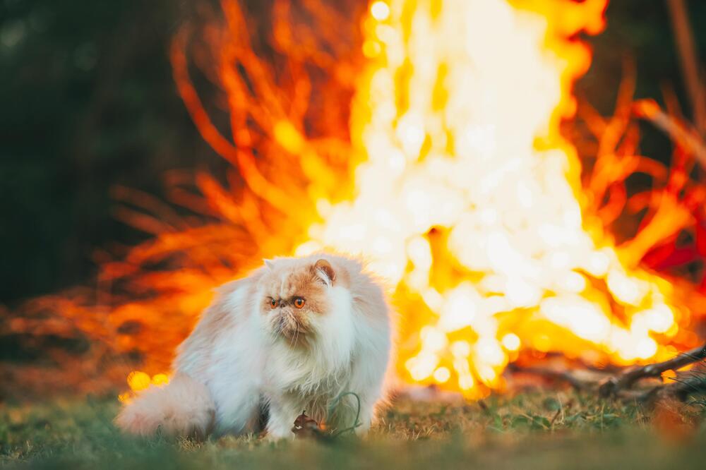 Katzen dürfen nie alleine an offenem Feuer sein.