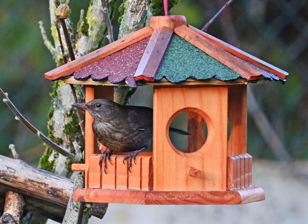 Nabu-Aktion "Stunde der Wintervögel"