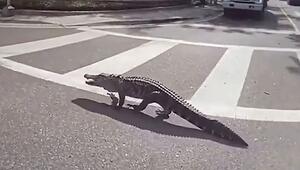 Alligator blockiert Kreuzung: Polizei bändigt launischen Verkehrssünder