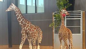 Vermisste Giraffen: Jungtiere aus Zoo in Virginia wohlbehalten wiedergefunden