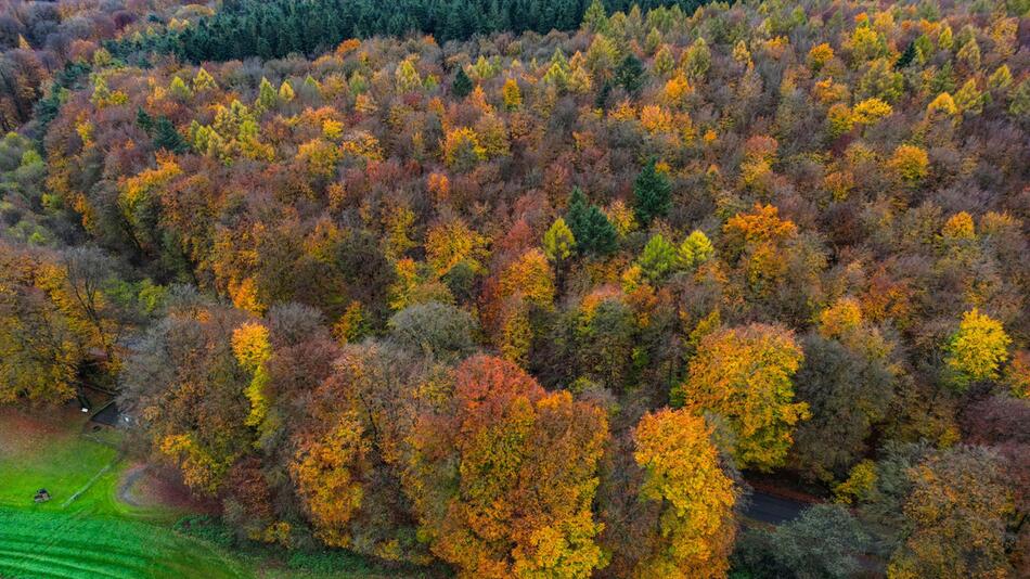 Der Reichswald am Niederrhein