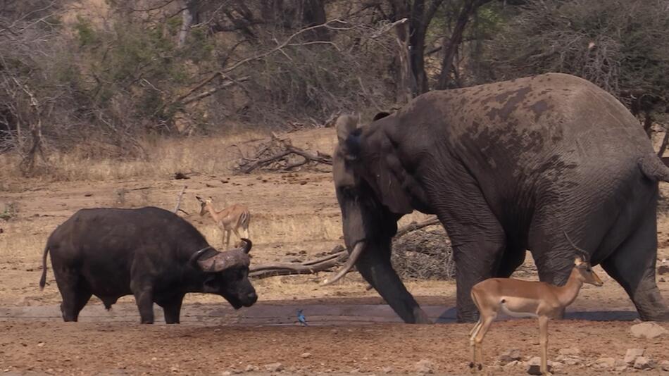 Büffel und Elefant