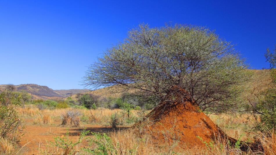 Pilanesberg Nationalpark in Südfafrika