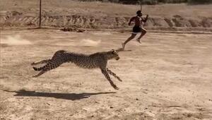 Gepard gegen Influencer