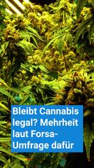 Mehrheit will Cannabis-Legalisierung beibehalten