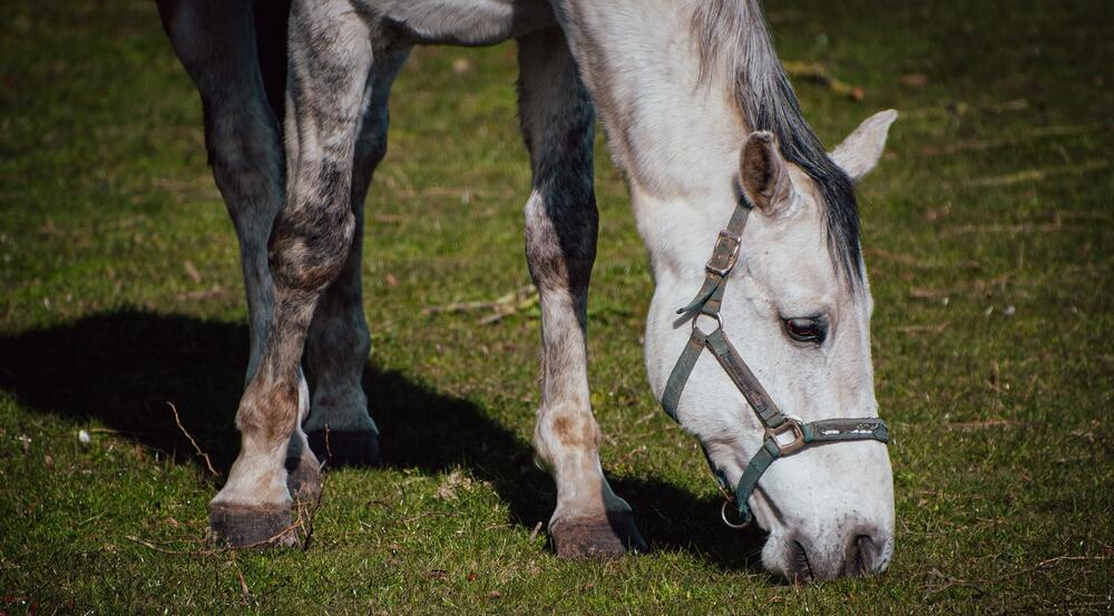 Obwohl das Pferd gesund ist, bleibt die Sorge