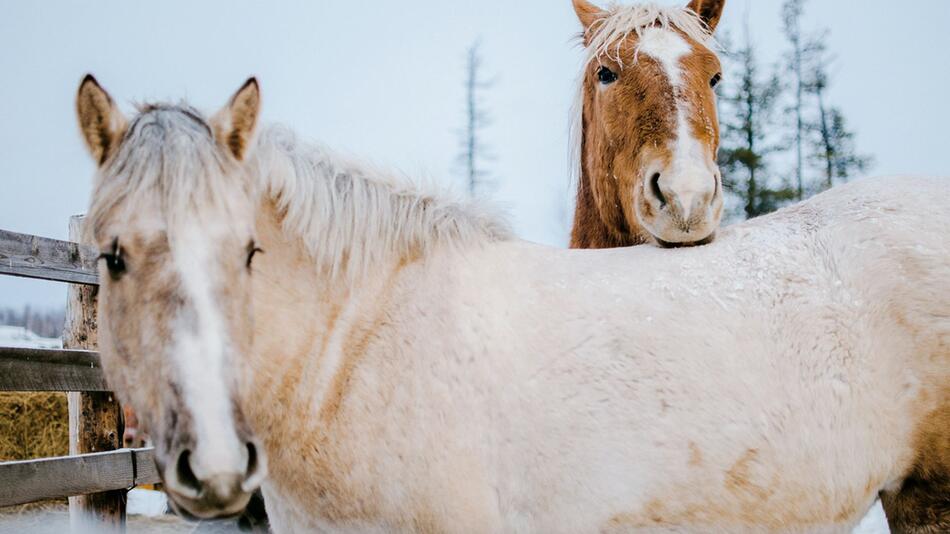 So machst Du Dein Pferd winterfest.