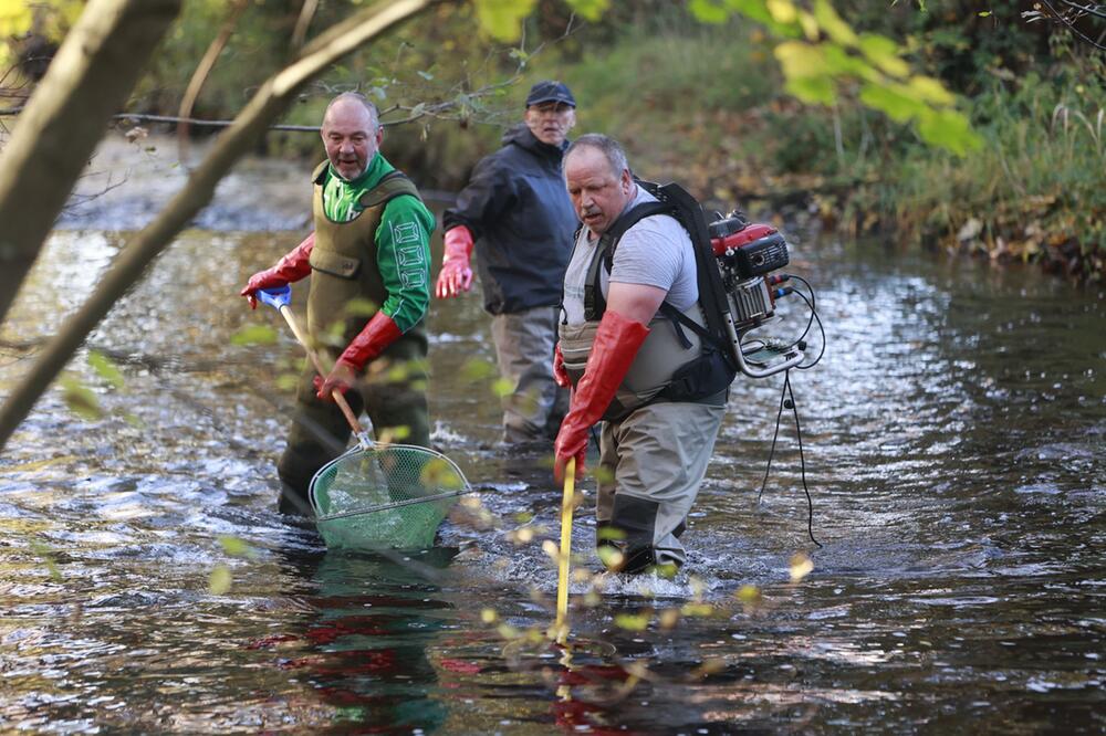 Forellen werden für genetische Erhaltung im Harz abgefischt