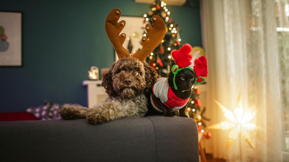 Hund und Katze an Weihnachten