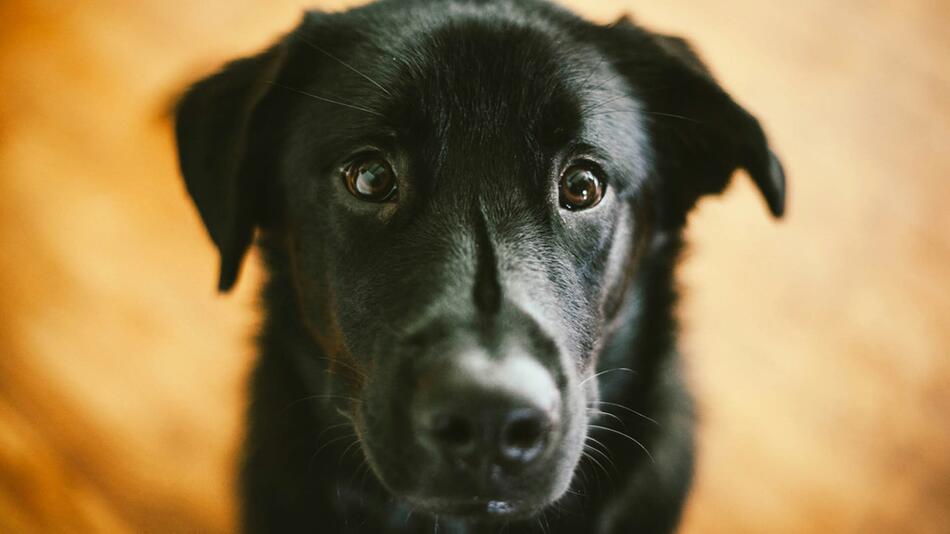 Hund wurde im Abwasserkanal ausgesetzt.