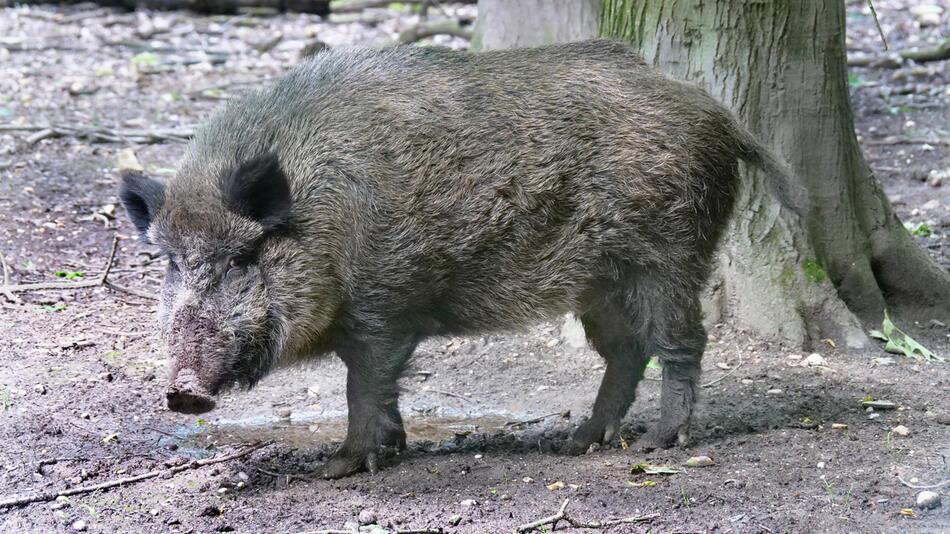 Wildschwein