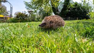 Ein Igel läuft durch einen Garten