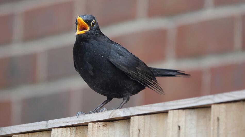 Amsel