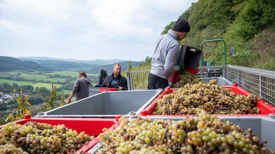 Erntesaison an der Mosel endet