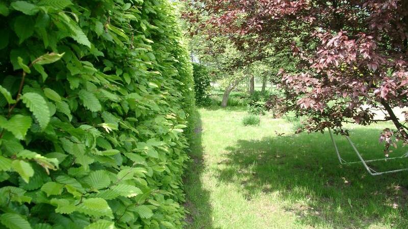 Hecke aus Hainbuchen