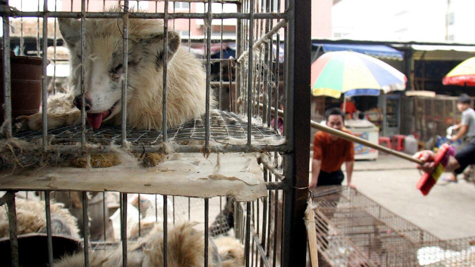 Marderhunde in China