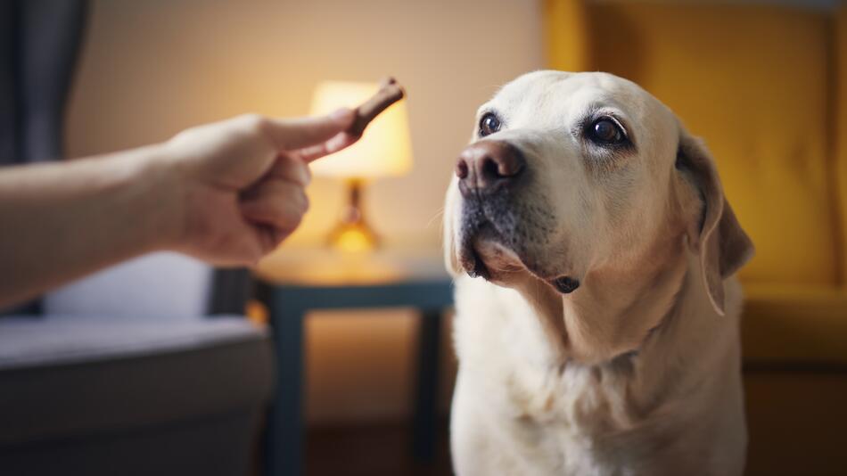 Hund wartet auf ein Leckerli