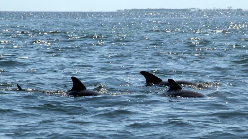 Delfine schwimmen im Meer