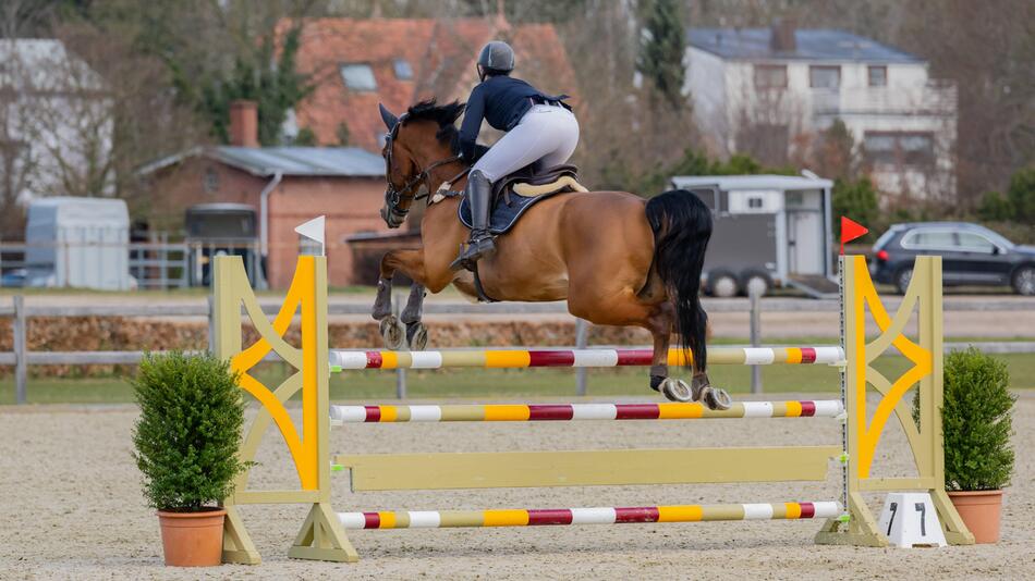 Turnierpferd beim Springreiten